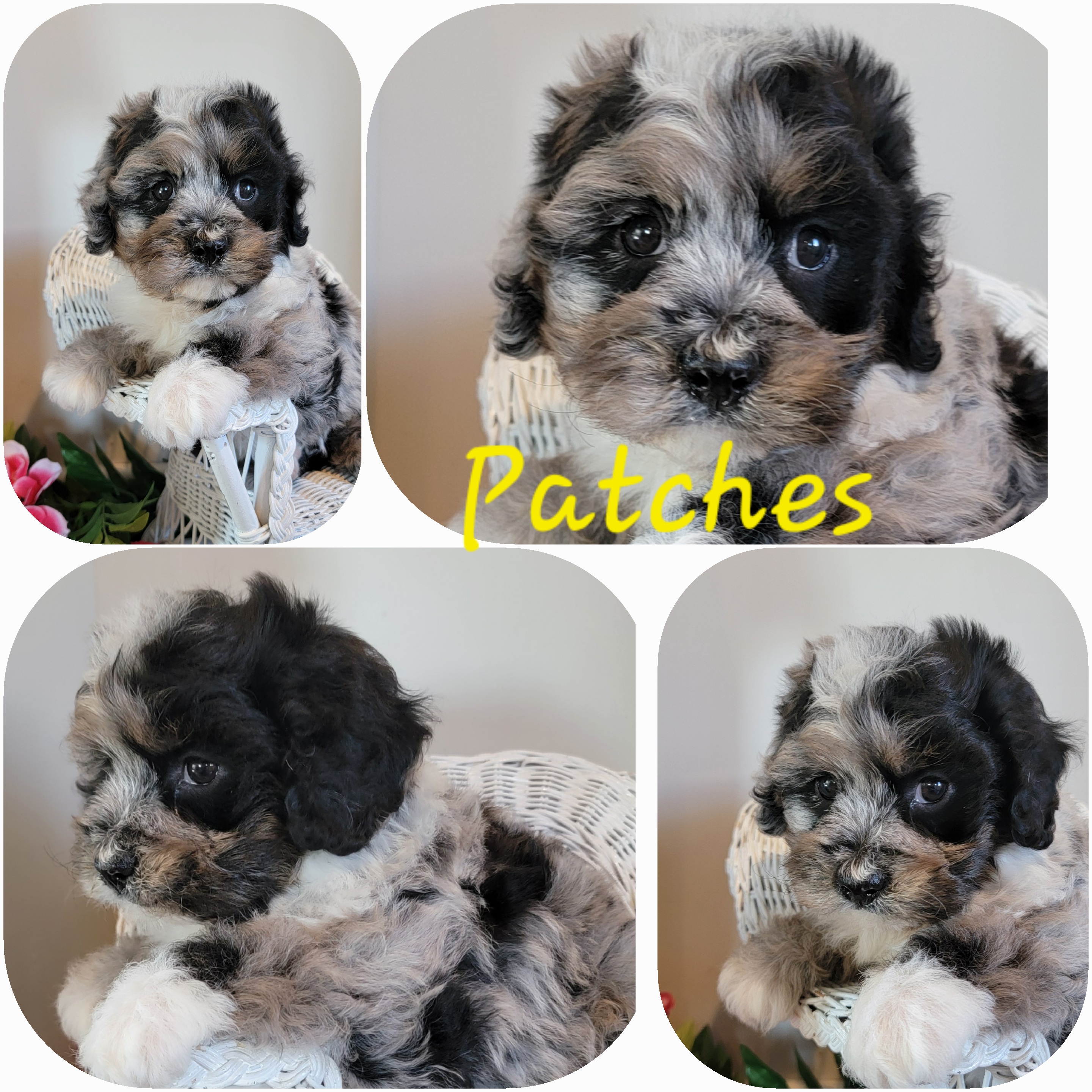 puppy, for, sale, Cava-Poo, Loren & Elaine  Nolt, dog, breeder, East Earl, PA, dog-breeder, puppy-for-sale, forsale, nearby, find, puppyfind, locator, puppylocator, aca